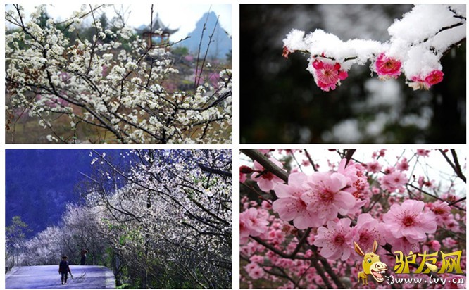 茂兰梅花副本.jpg