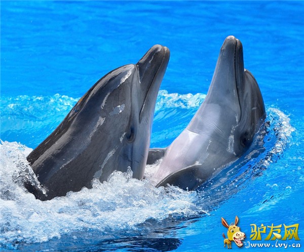 曲江海洋极地公园9.jpg